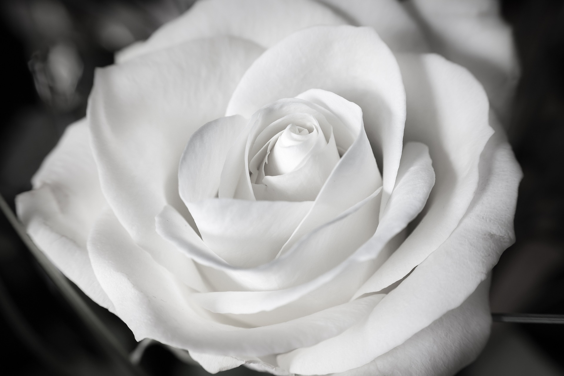 Weisse Rose zur Silberhochzeit