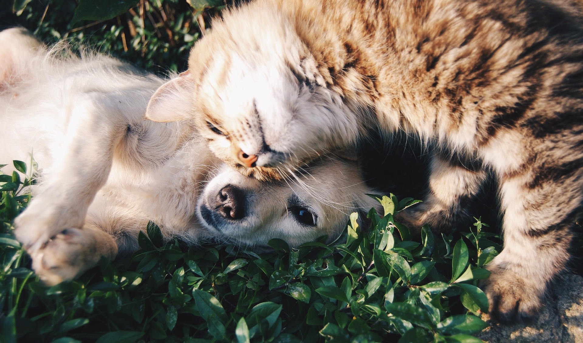 Hund und Katze sind Freunde und vertrauen sich